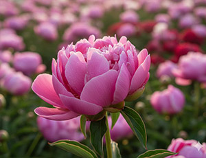 Цветы пионы