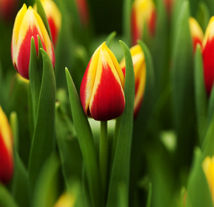 Тюльпан tulip Bangkok