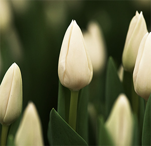 Тюльпан tulip Darwisnow