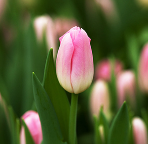 Тюльпан tulip Dynasty