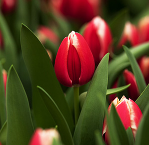 Тюльпан tulip Furand