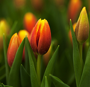 Тюльпан tulip Hennie Vander Most