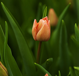 Тюльпан tulip Lasergame