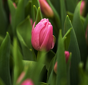 Тюльпан tulip Pink Flag
