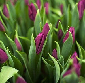 Purple Flag