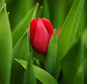 Тюльпан tulip Red Power