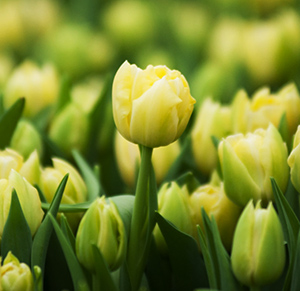 Тюльпан tulip Verona