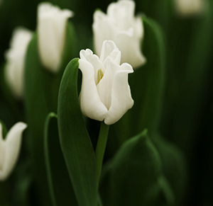 Тюльпан tulip White Liberstar